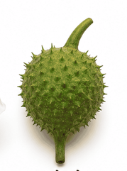 5 Dhatura Fruit (धोत्र्याचे फळ)