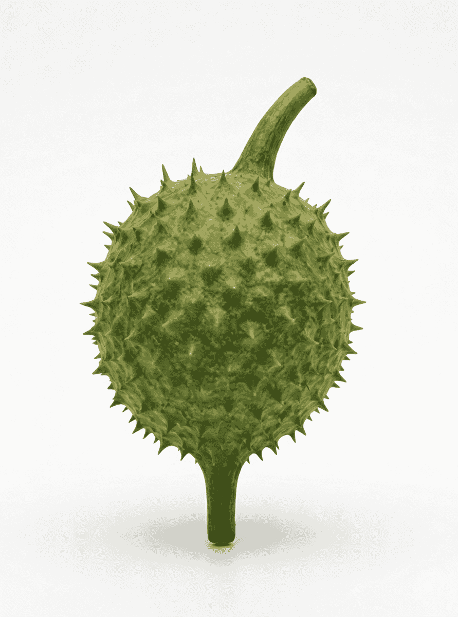 Dhatura Fruit (धोत्र्याचे फळ)