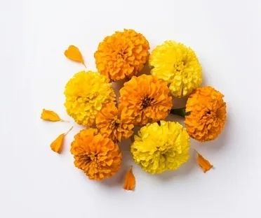 Phools / Flowers