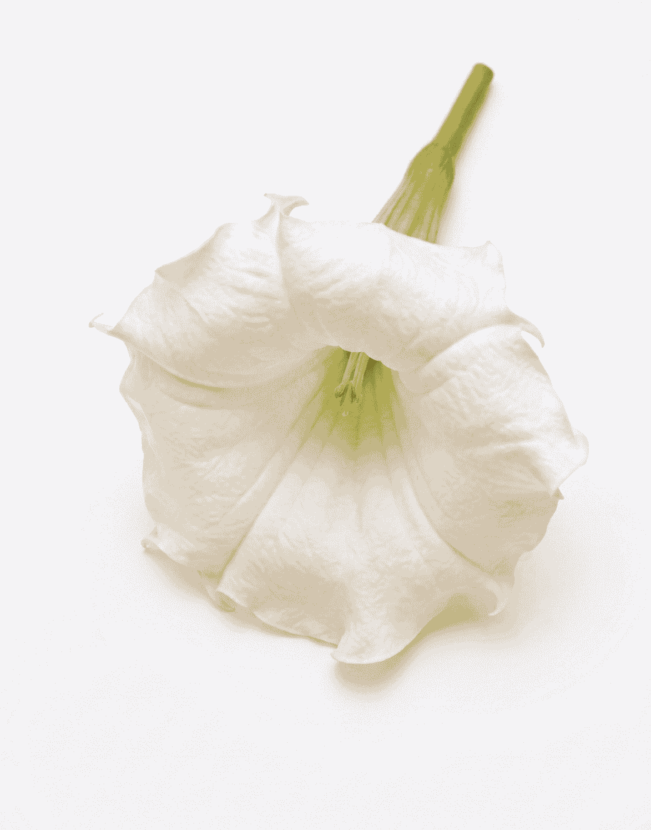 Dhatura Flower (धोत्र्याचे फूल)